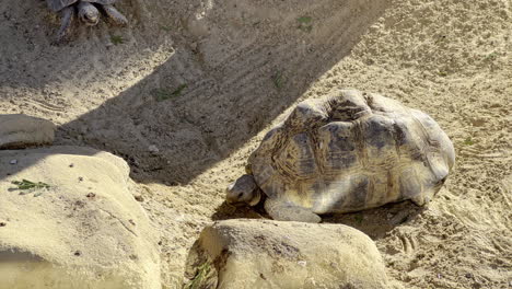 a young tortoise and a old one living in a harsh environment on a sunny day