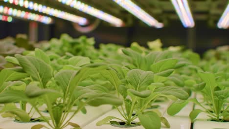 vibrant hydroponic garden showcasing healthy green vegetation under led grow lights, promoting sustainable agriculture and indoor farming innovations
