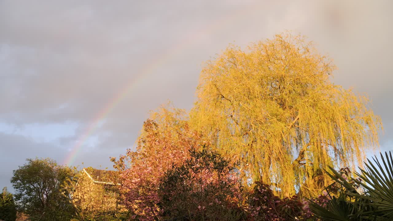아름다운 울고 있는 소나무