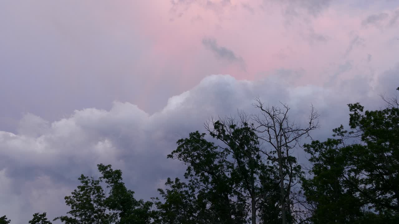 숲의 나무 꼭대기를 들여다보는 아름다운 분홍색과 보라색 하늘 풍경
