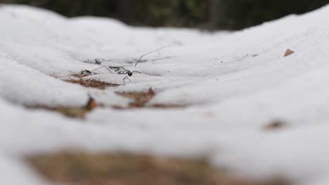 The-latter-will-snow-in-the-woods-on-the-old-road