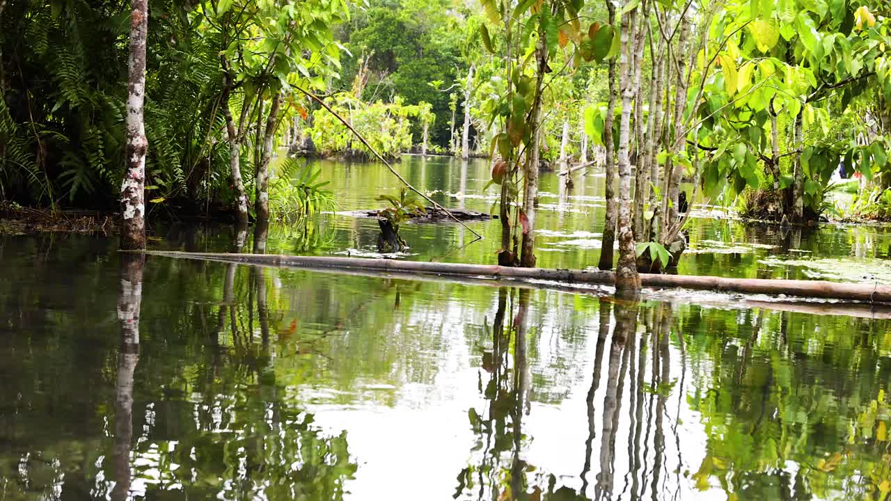 크라비의 울창한 은 물 운하를 통해 평화로운 카야크 여행