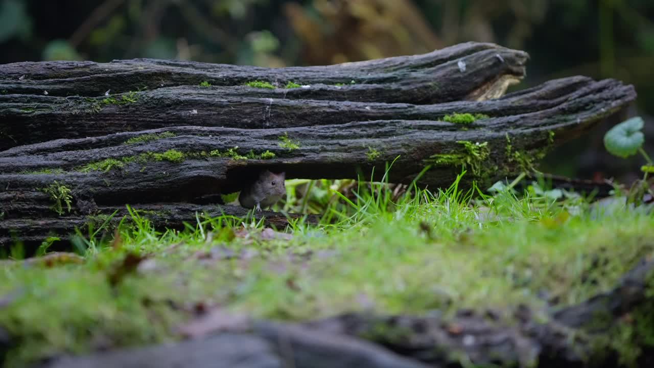 Un'arvicola rossastra sotto un tronco caduto di notte esplora il suolo della foresta, attenta e cauta. Habitat boschivo naturale con corteccia muschiosa ed erba, primo piano sul comportamento della fauna selvatica in condizioni di scarsa illuminazione.