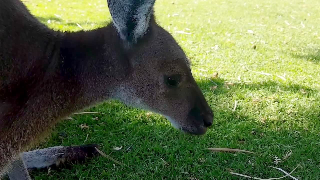 canguro gris occidental juvenil pastando pacíficamente a la sombra en el parque nacional yanchep, australia occidental - cierre medio