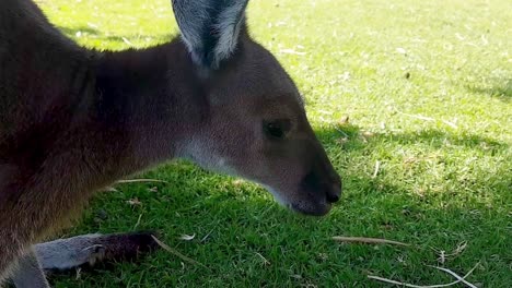 Canguro-Gris-Occidental-Juvenil-Pastando-Pacíficamente-A-La-Sombra-En-El-Parque-Nacional-Yanchep,-Australia-Occidental---Cierre-Medio