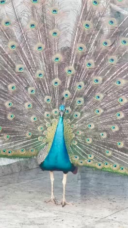 a blue peafowl displaying its feather tail full of beautiful colours.