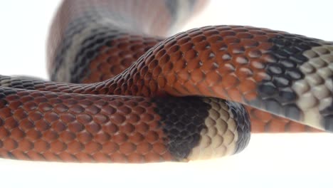 close-up of a vibrant milk snake showing its patterned scales and head