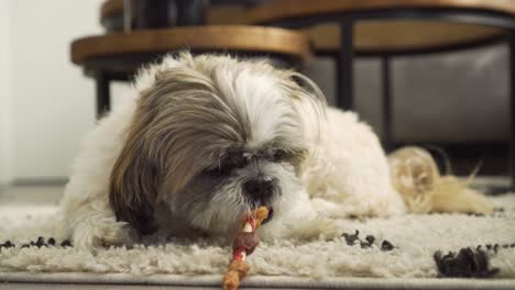 Perro-Boomer-Sentado-En-Una-Alfombra-En-La-Sala-De-Estar-Jugando-Con-Un-Juguete-Para-Masticar,-De-Cerca