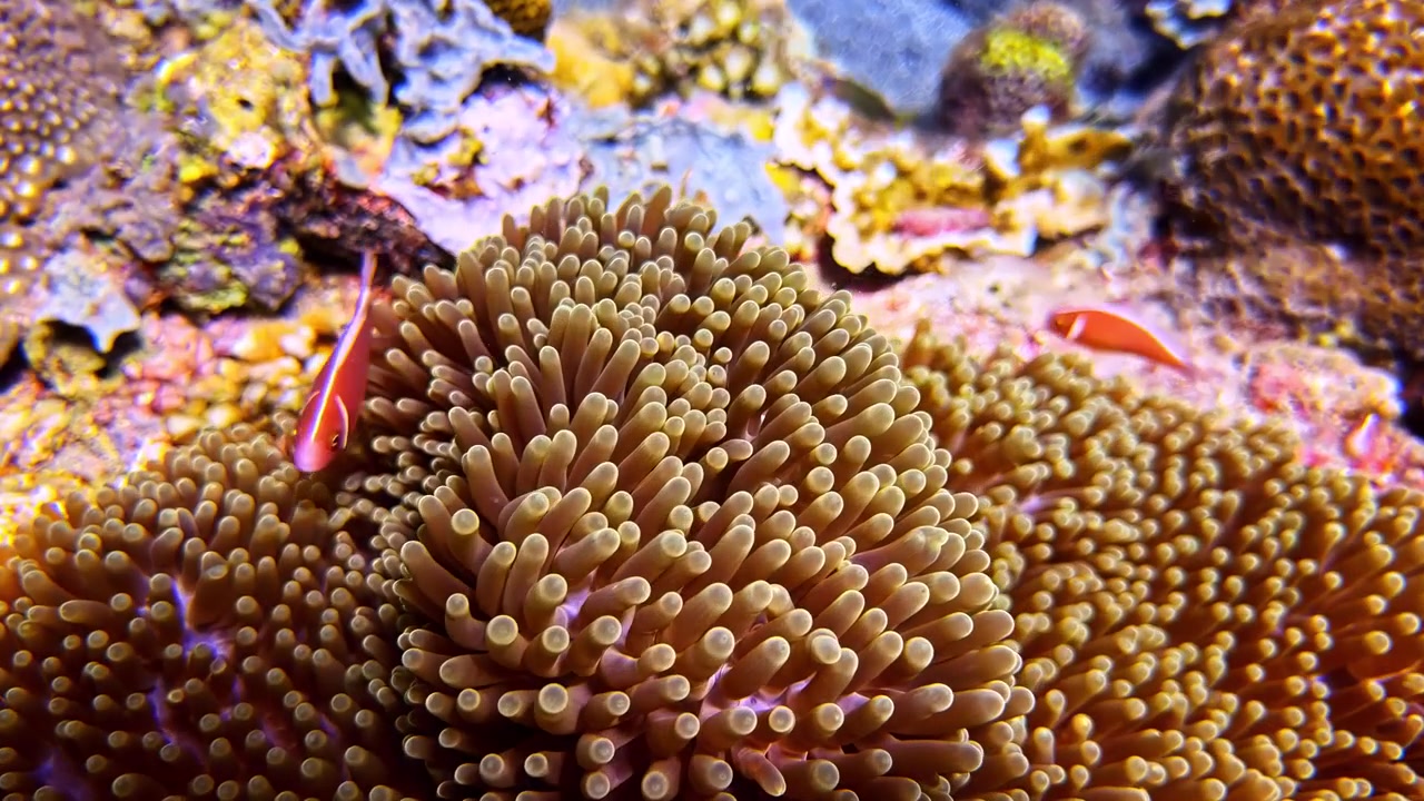 Primo piano di una colorata barriera corallina brulicante di anemoni e vita marina. Ideale per documentari oceanici o contenuti educativi sugli ecosistemi marini.