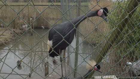 black crowned crane  looking at camera from cage