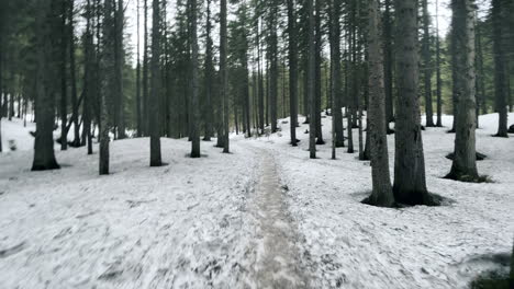 Camino-De-Nieve-En-El-Bosque-Salvaje-En-Primavera.-Camino-Natural-Entre-árboles-Coníferos.