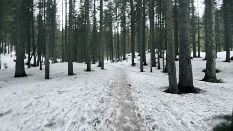 snow road in wild forest in spring weather. natural road among coniferous trees.