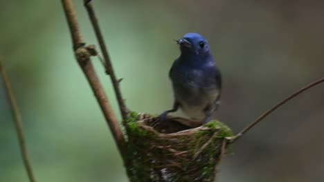 Papamoscas-Azul-De-Nuca-Negra,-Hypothymis-Azurea,-Kaeng-Krachan,-Tailandia