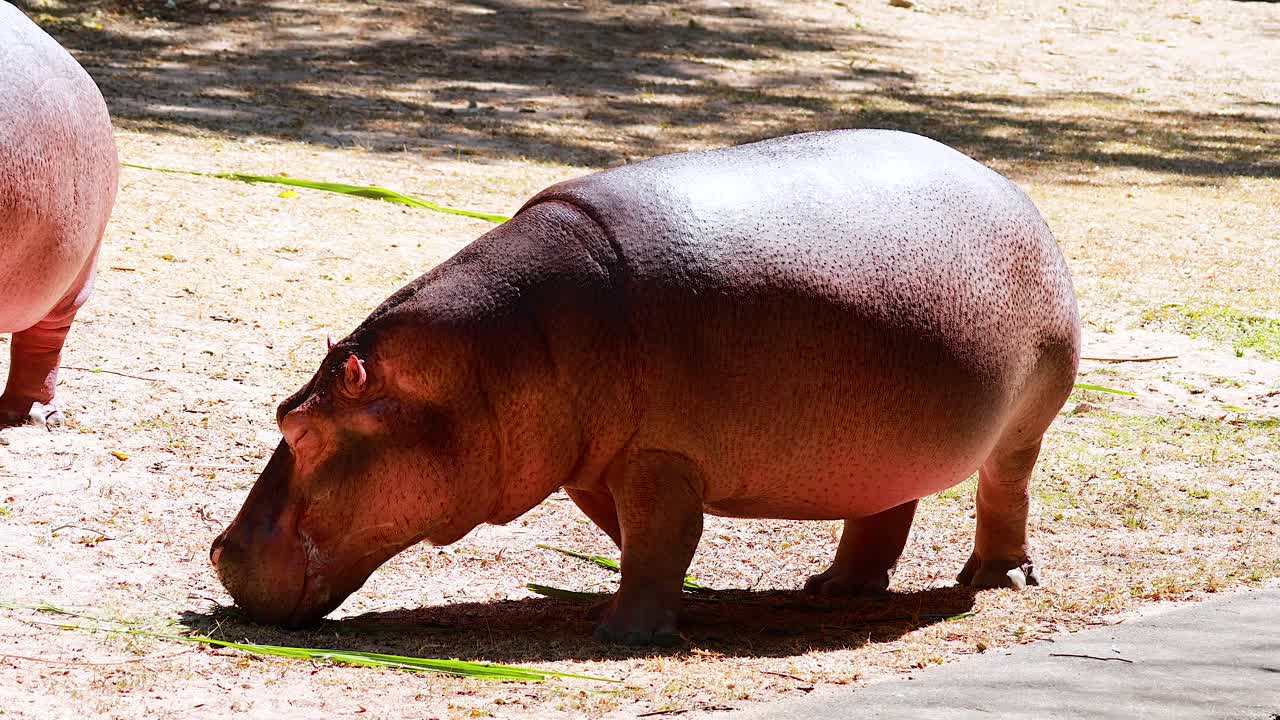 Hipopótamo-pigmeu se alimentando no recinto do zoológico de Chonburi