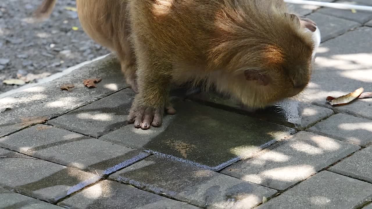 A curious monkey closely examines the ground, surrounded by dappled sunlight and shadows on a paved surface.