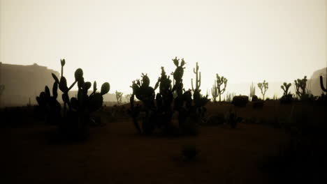 cacti silhouette against a hazy sunset in a desert landscape