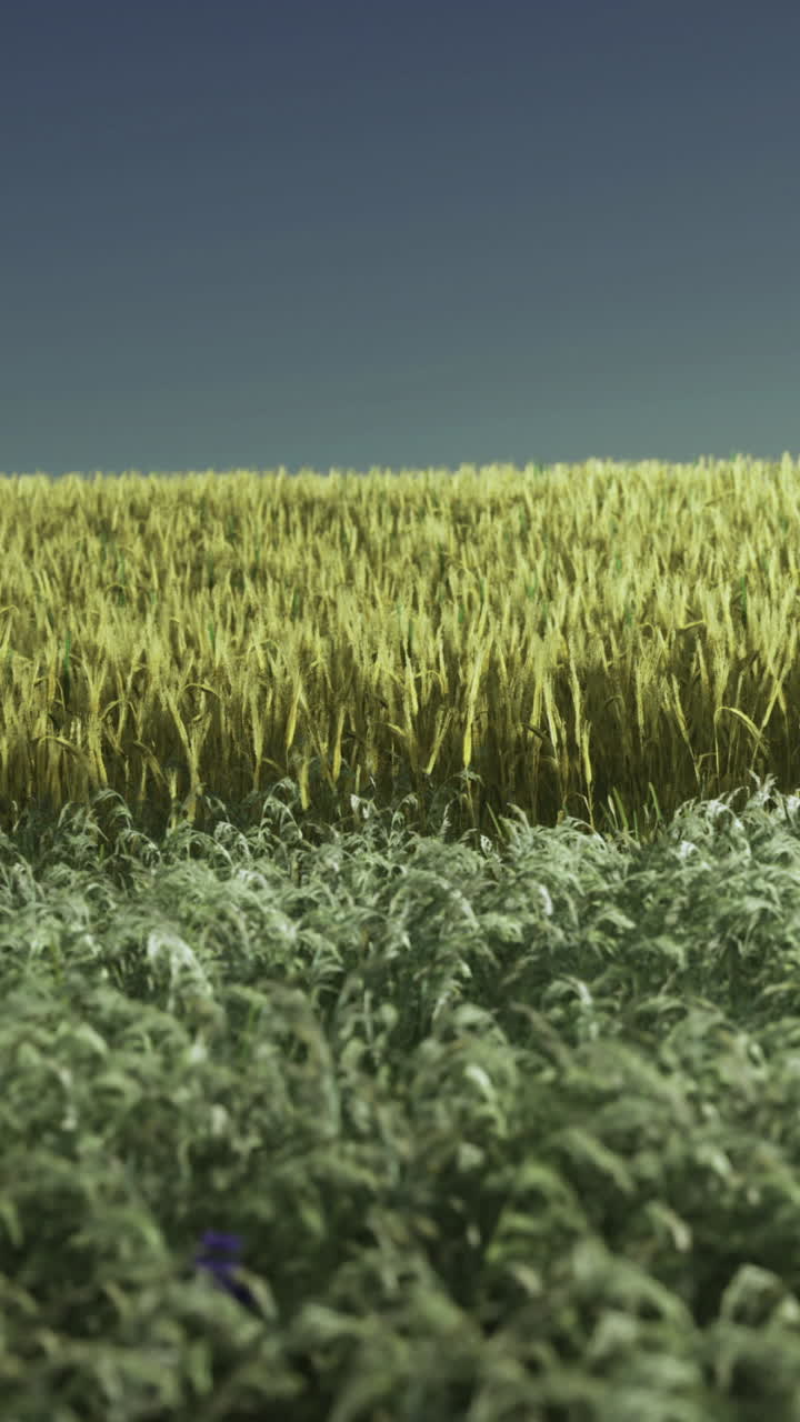Paesaggio vivace che mostra grano dorato ed erba verde sotto un cielo limpido
