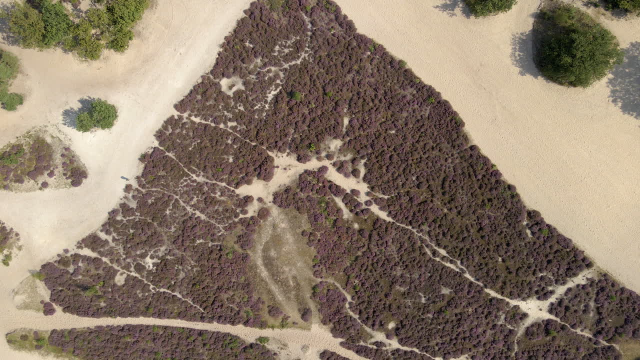 vista de arriba hacia abajo de hermosos brezales morados en dunas de arena en un soleado día de otoño