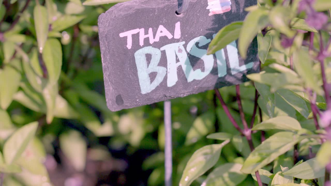 shows a mid shot of a garden with a sign that reads "Thai Basil," surrounded by green plants, with a green and blurry background.
