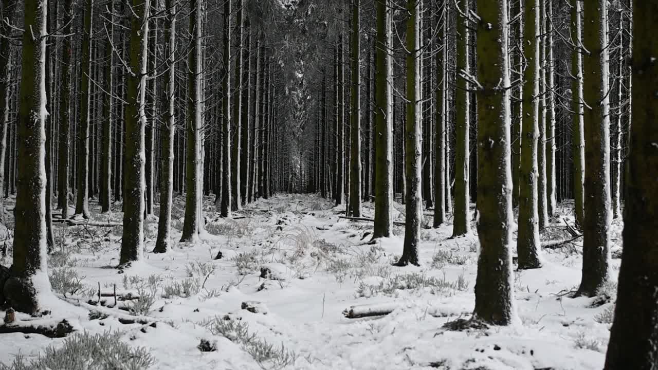 Drone flies through snowy pine tree forest path dark mysterious landscape