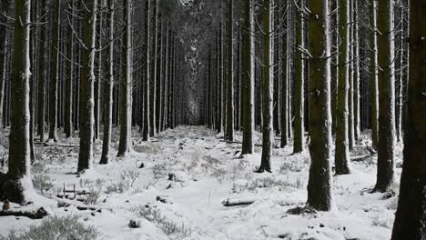 drone vuela a través del camino del bosque de pinos nevados paisaje oscuro y misterioso