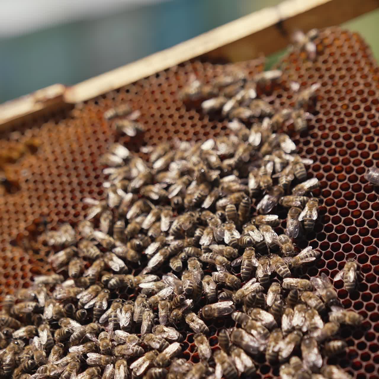 Frame with bees in beekeeper's hands. Large family of honey bees crawling on honeycomb frame. Beekeeping concept. Close-up