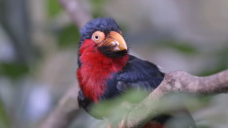 a beautiful red belly bearded barbet perched on a tree branch swaying in the wind - close up