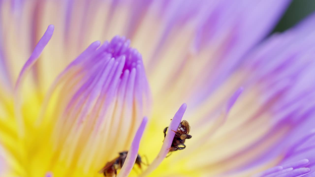 primer plano de la abeja poliniza el fondo de la flor de loto