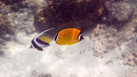 underwater video of pair yellow blackcap butterflyfish and longfin bannerfish fish swimming among tropical coral reefs. snorkeling activity, dive concept. wildlife deep ocean.