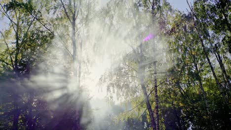 rays of magnificent bright sun shining through tall green birches in amazing forest