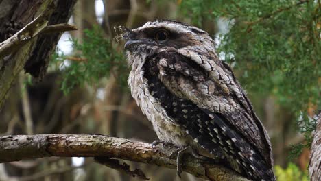 a tawny frogmouth owl sits on a tree branch in a forest in australia