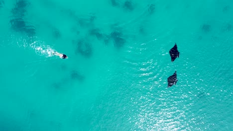 luftaufnahme einer frau, die mit mantarochen im meer schnorchelt