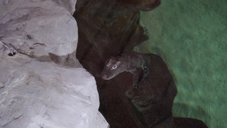 Caiman-swimming-on-the-water-of-a-zoo