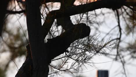 Close-shot-of-an-ancient-tree-trunk-with-tender-leaves-or-twigs-near-the-beach-in-Cascais,-Portugal