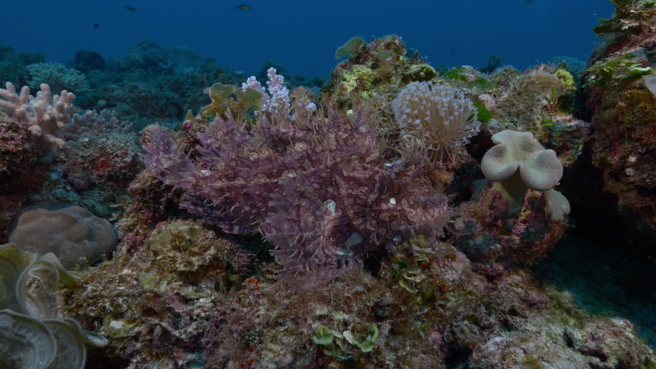 un hermoso pez escorpión perfectamente camuflado en un arrecife colorido
