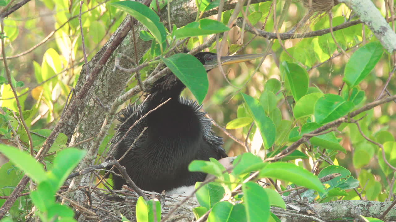 anhinga padre en nido con pollito