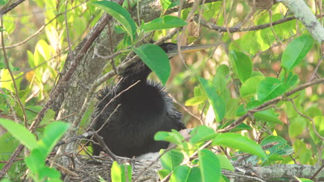 anhinga parent in nest with baby chick