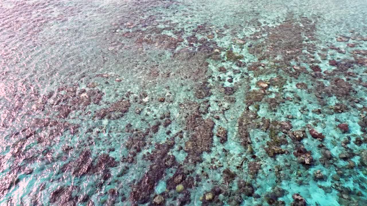 Vibrant And Diverse Coral Reefs In Crystal-Clear Shallow Waters In The Philippines