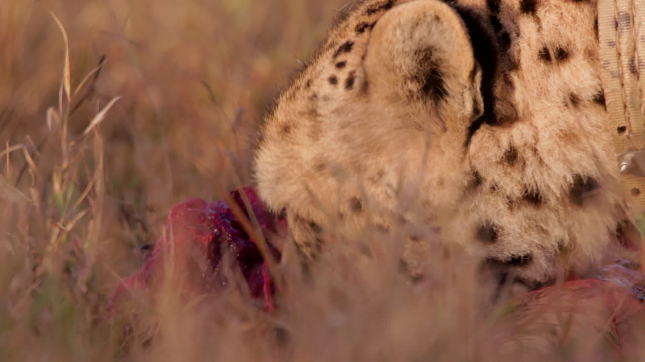 Close up shot of a cheetah's head licking and feeding off a carcass
