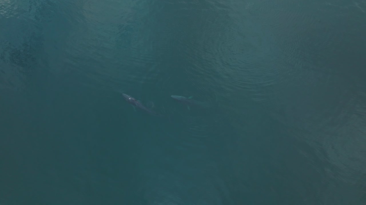 지느러미 고래가 표면을 뚫고, 태평양의 웅장한 야생 동물, 공중
