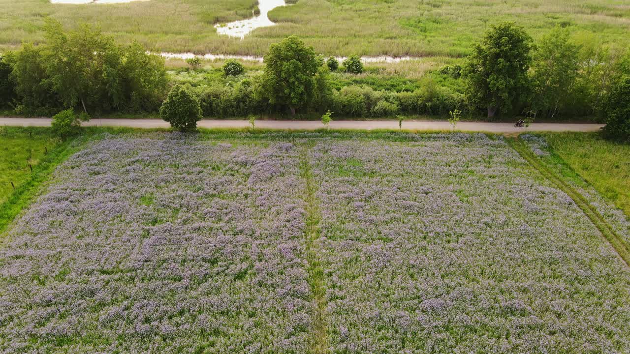 Cyclist rides along rural gravel road past vibrant purple phacelia field, sunset