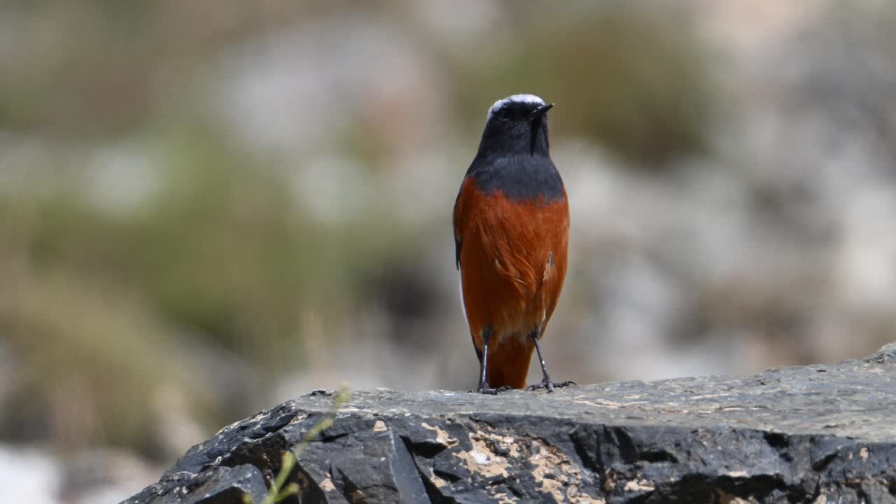 chaimarrornis leucocephalus de tapa blanca y roja en primer plano por la mañana