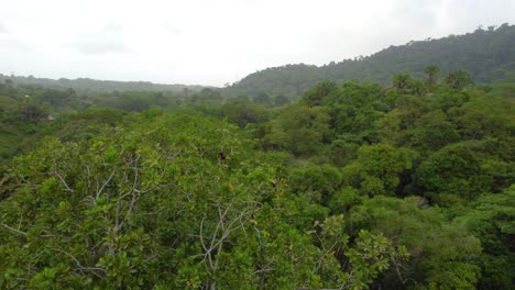 órbita-Aérea-Alrededor-De-Dos-Tucanes-Con-Pico-De-Quilla-En-Lo-Alto-De-La-Selva-Tropical,-Colombia