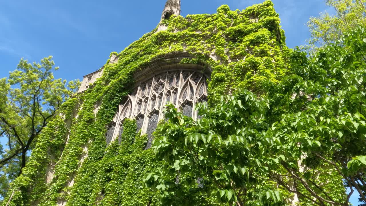 Climbing Plants on Gothic Building Walls, University of Chicago Campus, Illinois USA