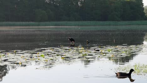 Beautiful-water-birds-in-the-middle-of-the-lake-sitting-on-rocks-and-swimming-around-in-timelapse-shot