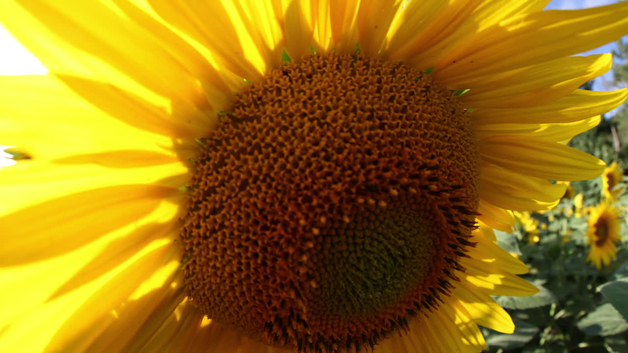 해바라기 타임랩스5