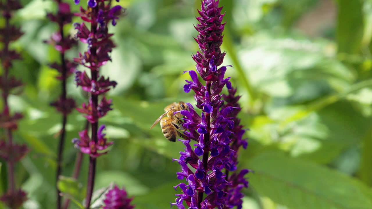 colmena de abejas en flor morada recogiendo néctar y polen