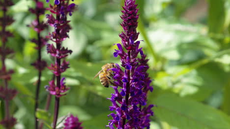 hive bee on purple flower collecting nectar and pollen