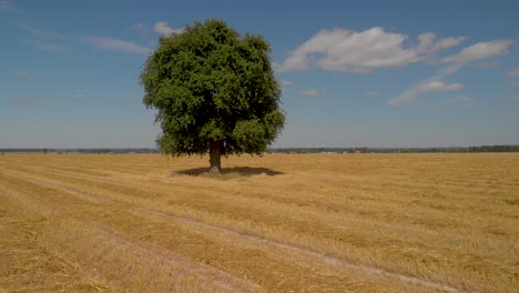 Círculo-Aéreo-Alrededor-De-Un-árbol-Solitario-En-Un-Campo-De-Trigo