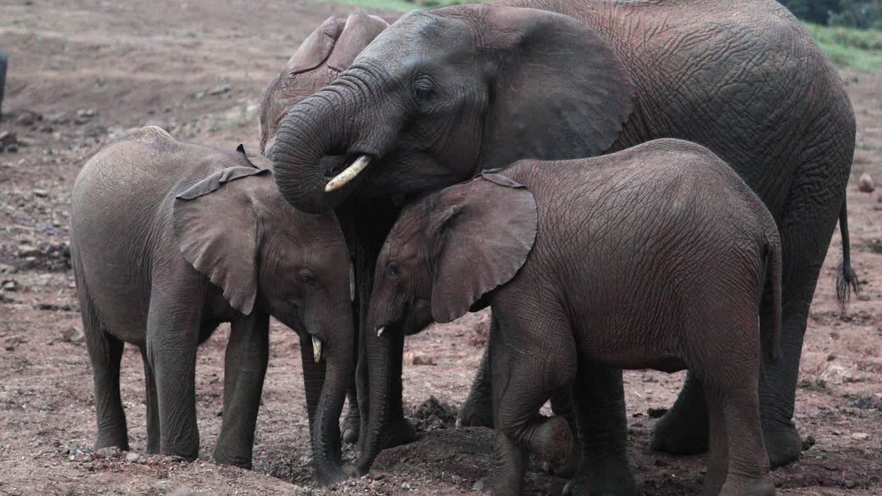 la familia de elefantes del bosque africano se alimenta de tierra suelta.